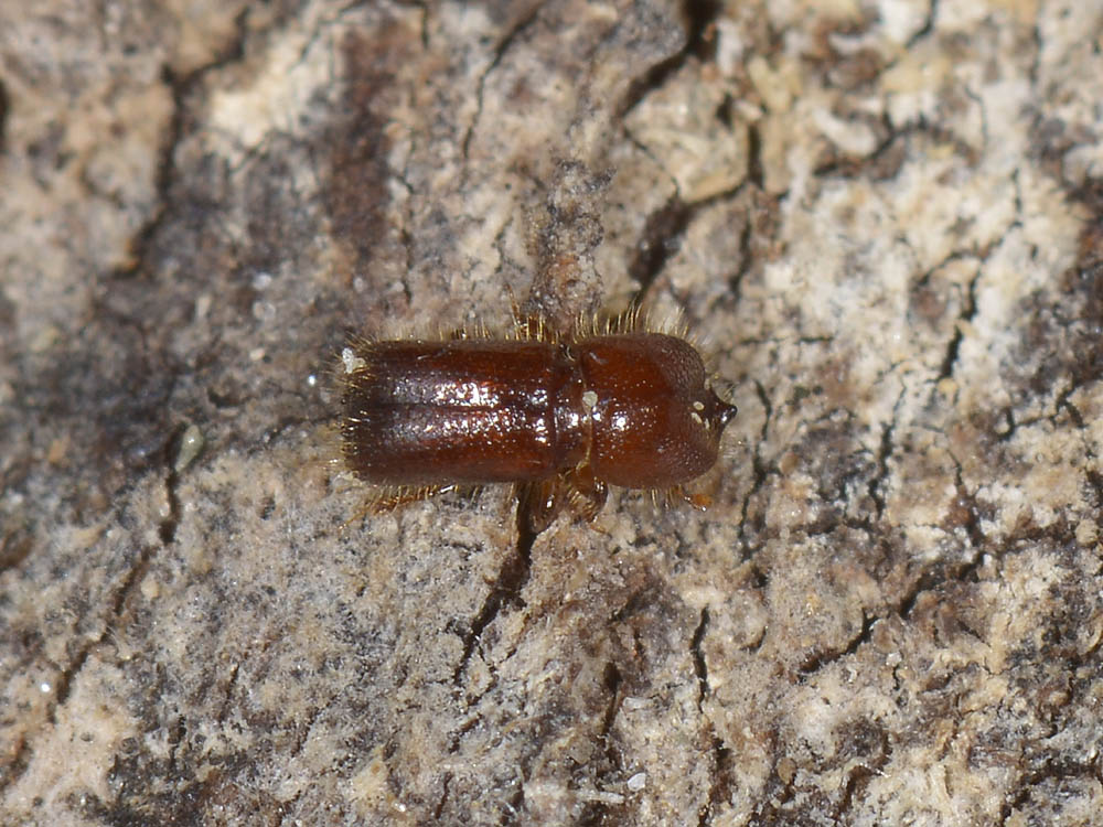 Xyleborus monographus (cf.) - Scolytidae